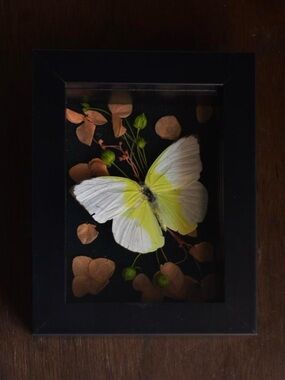 Framed Lemon Emigrant Butterfly